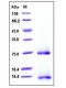 Human / Mouse / Rat / Rhesus / Canine BMP-2 / BMP2A Protein