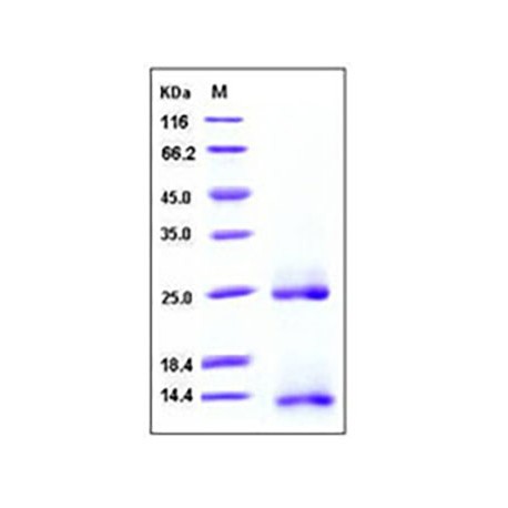 Human / Mouse / Rat / Rhesus / Canine BMP-2 / BMP2A Protein