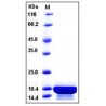 Human Interleukin-21 / IL-21 Protein