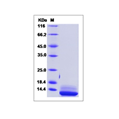 Human IL-15 / IL15 / Interleukin 15 Protein