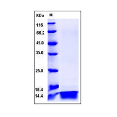 Human IL4 / Interleukin-4 Protein