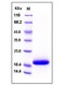 Human IL33 / Interleukin-33 / NF-HEV Protein