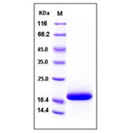 Human IL33 / Interleukin-33 / NF-HEV Protein