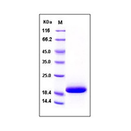 Human IL33 / Interleukin-33 / NF-HEV Protein