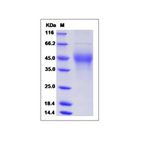 Mouse M-CSF / CSF-1 Protein