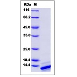 Mouse IL4 / Interleukin-4 Protein