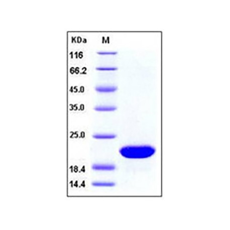Human FGF10 / KGF2 Protein
