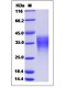 Human LIF Protein