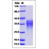 Human LIF Protein