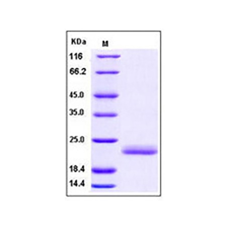 Human IL-1 alpha / IL1A / IL1F1 Protein