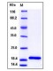 Mouse IL-1beta / IL1B Protein