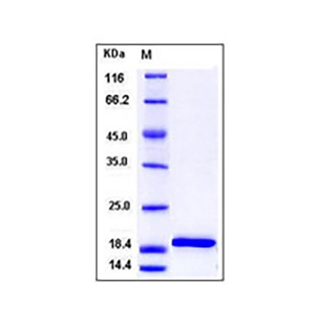 Mouse IL-1beta / IL1B Protein