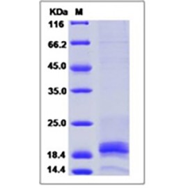 Mouse IFNG / Interferon Gamma Protein