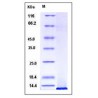 Human IGF1 / IGF-I Protein
