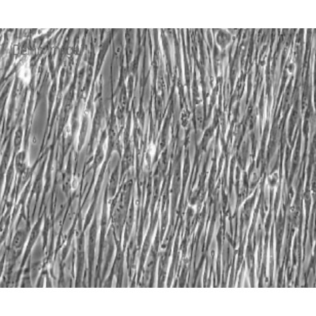 Human Primary Gastric Smooth Muscle Cells