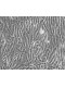 Human Primary Small Intestinal Mucosal Epithelial Cells