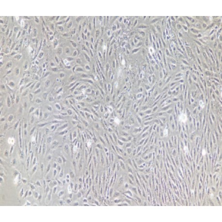 Human Primary Colonic Mucosal Epithelial Cells