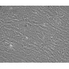 Human Primary Oviduct Smooth Muscle Cells