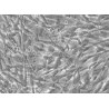 Human Primary Mammary Fibroblasts Cells