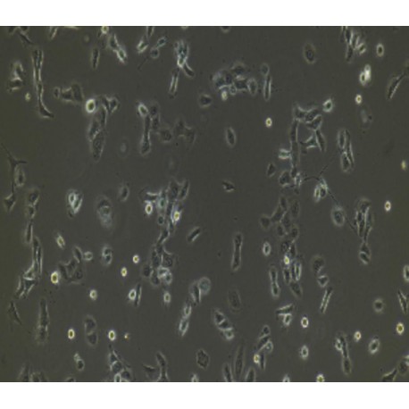 Human Primary Hair Follicular Keratinocytes Cells