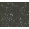 Human Primary Hair Follicular Keratinocytes Cells