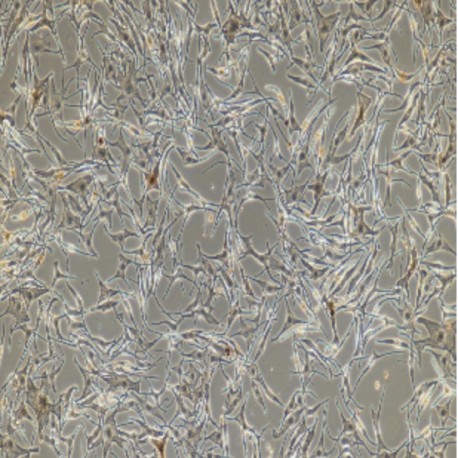 Human Primary Melanocytes Cells