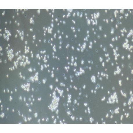 Human Primary Mononuclear Cells