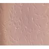 Human Primary Dental Pulp Stem Cells