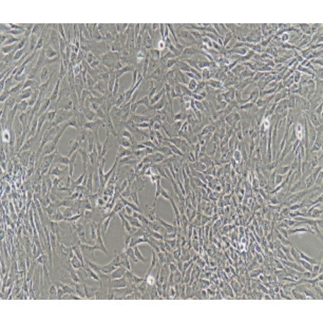 Human Primary Oral Mucosal Epithelial Cells