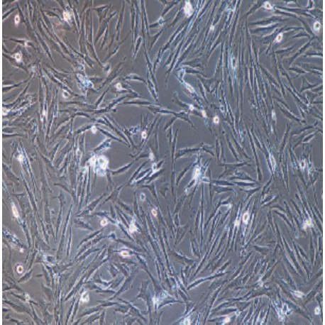 Human Primary Placental Mesenchymal Stem Cells