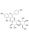 Kaempferol 3-O-beta-sophoroside