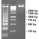 DNA Marker Broad Range