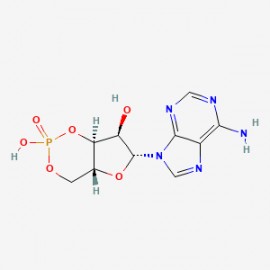 Cyclic AMP