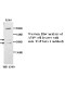 TGF beta1 Antibody (Rabbit Polyclonal)