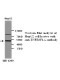 TNFRSF1A Antibody (Rabbit Polyclonal)