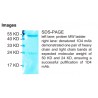 Rabbit anti-Myoglobin monoclonal antibody, clone 1D4