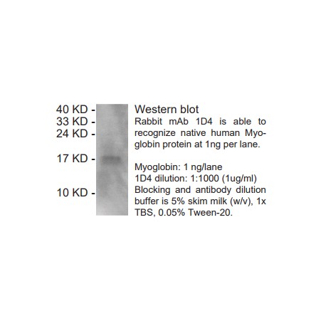 Rabbit anti-Myoglobin monoclonal antibody, clone 1D4