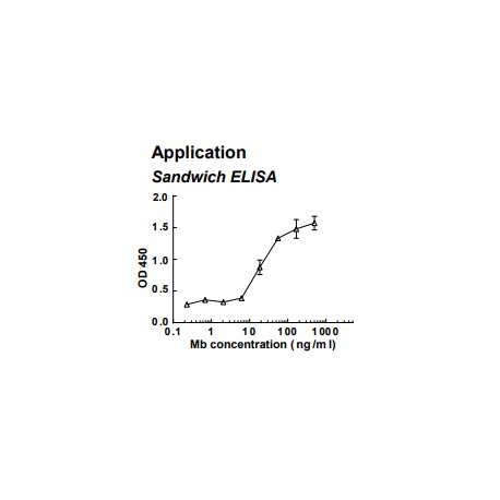 Rabbit anti-human Myoglobin (Mb) monoclonal antibody (clone 2F11)