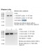 Rabbit anti-human Creatine kinase-MB (CKMB) monoclonal antibody, clone 8F1