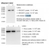 Rabbit anti-human β-Actin (AVTB) monoclonal antibody, clone 4C4