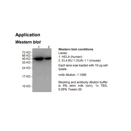 HRP conjugated Rabbit Anti-human β-Actin (ACTB) Monoclonal Antibody (clone 4C4)