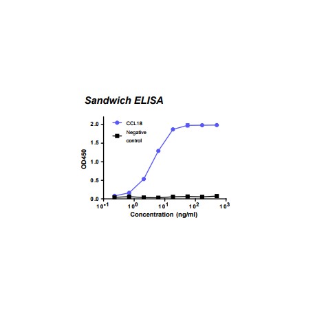 Rabbit anti-human Chemokine (C-C motif) ligand 18 (CCL18) monoclonal antibody, clone 5G8