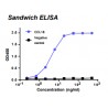 Rabbit anti-human Chemokine (C-C motif) ligand 18 (CCL18) monoclonal antibody, clone 5G8