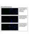 Rabbit anti-Phospho-Histone H3-S10 Monoclonal Antibody 