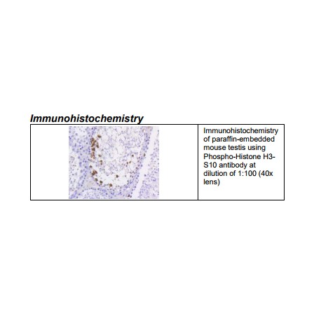 Rabbit anti-Phospho-Histone H3-S10 Monoclonal Antibody 