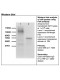 Rabbit anti-zebrafish Flt4 Monoclonal Antibody Clone 5B6