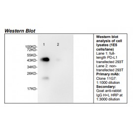 Rabbit anti-human PD-L1 Monoclonal Antibody Clone 11G7