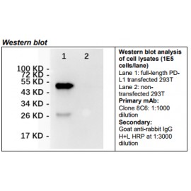 Rabbit anti-human PD-L1 Monoclonal Antibody Clone 8C6