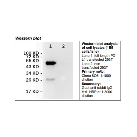 Rabbit anti-human PD-L1 Monoclonal Antibody Clone 8C6