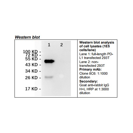 Rabbit anti-human PD-L1 Monoclonal Antibody Clone 8C6